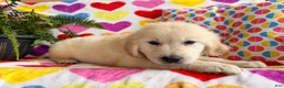 Golden Retriever dogs for sale: Roxy  - Ad 9