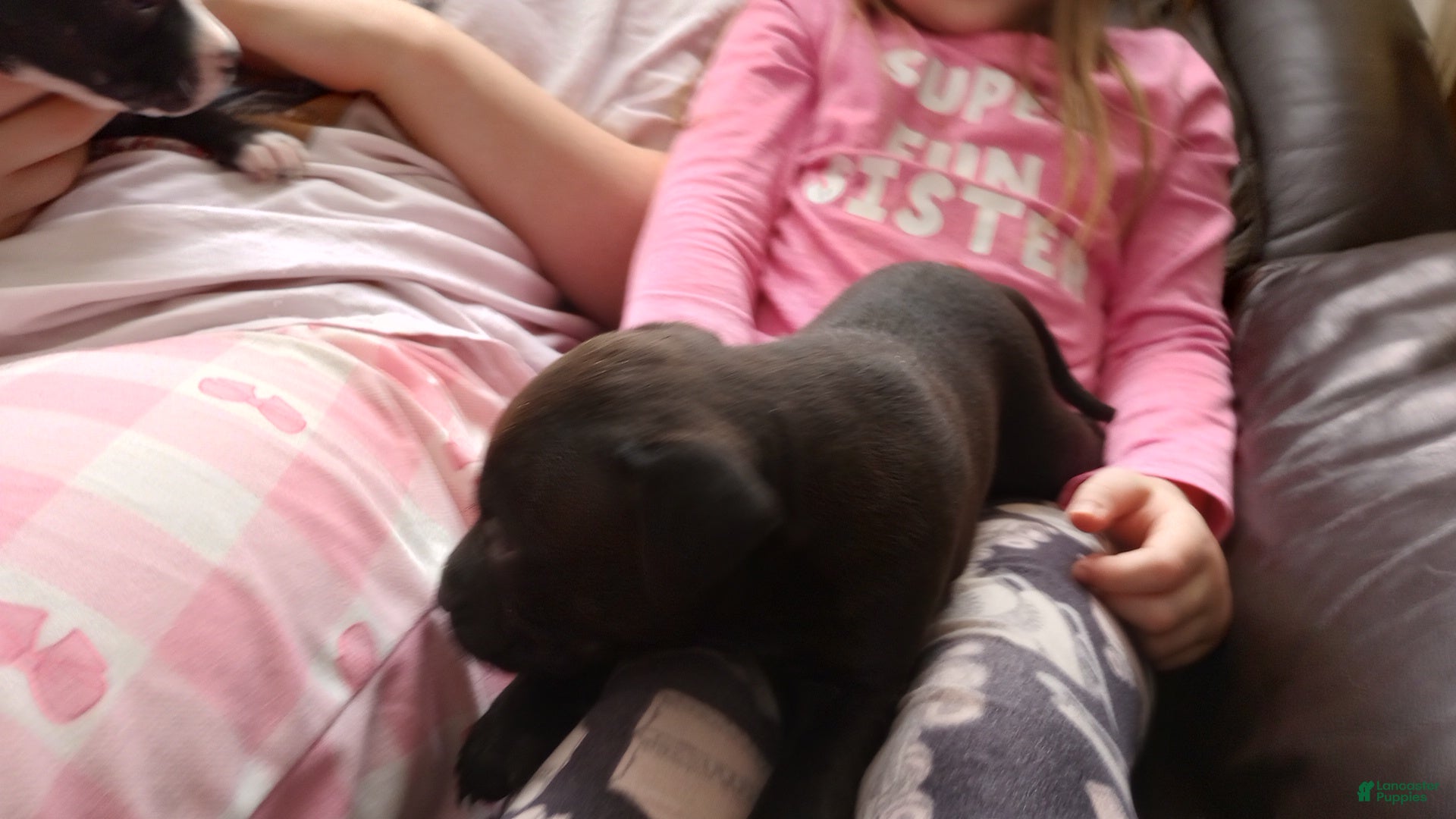 American Bully dogs Jordan Burroughs - Ad 33