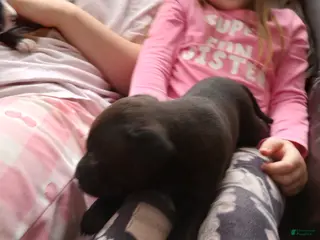 American Bully dogs Jordan Burroughs - Ad 33