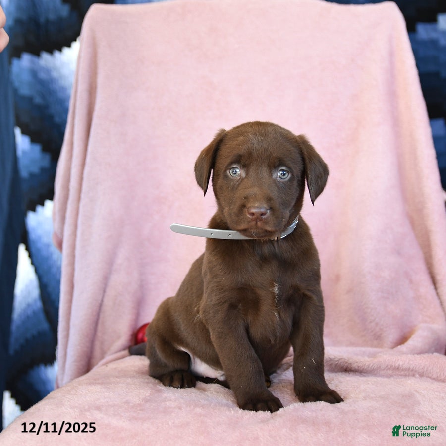 Labrador Retriever dogs Action - Ad 11