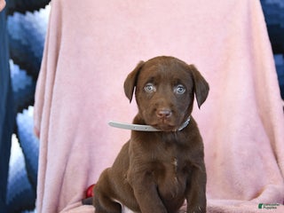 Labrador Retriever dogs Action - Ad 11