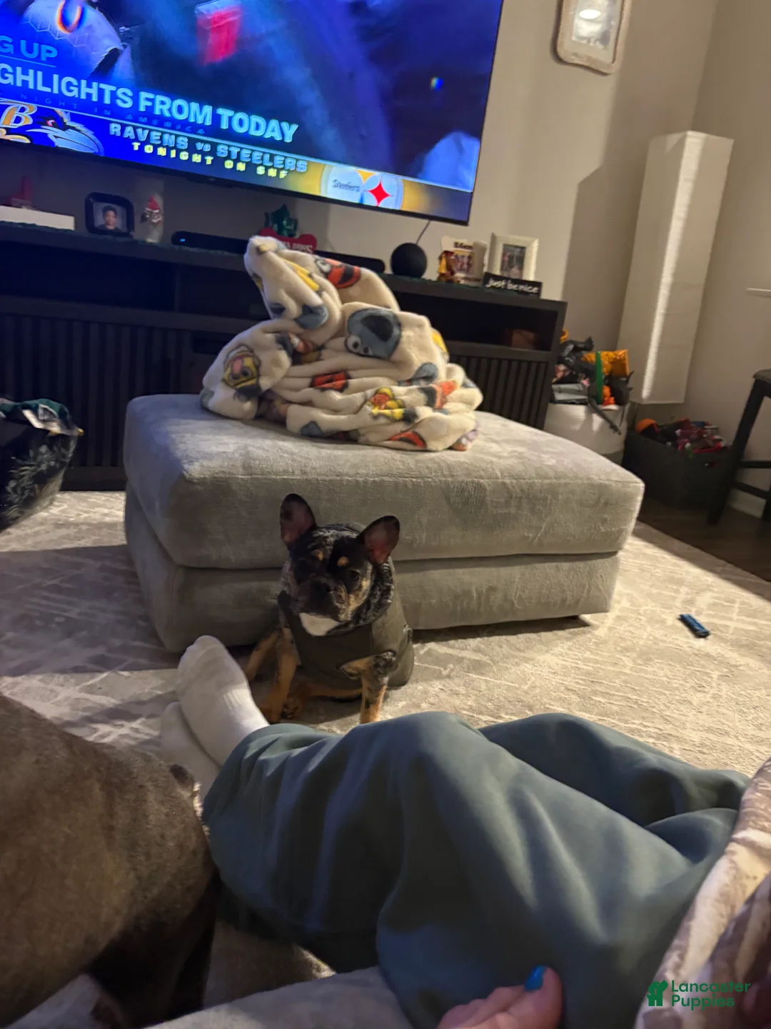 French Bulldog dogs for sale: French Bulldog Puppy 1 - Ad 1