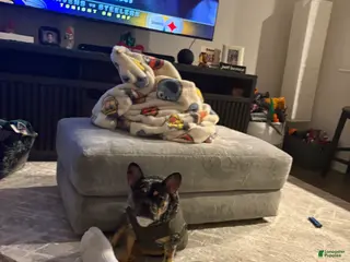 French Bulldog dogs French Bulldog Puppy 1 - Ad 12