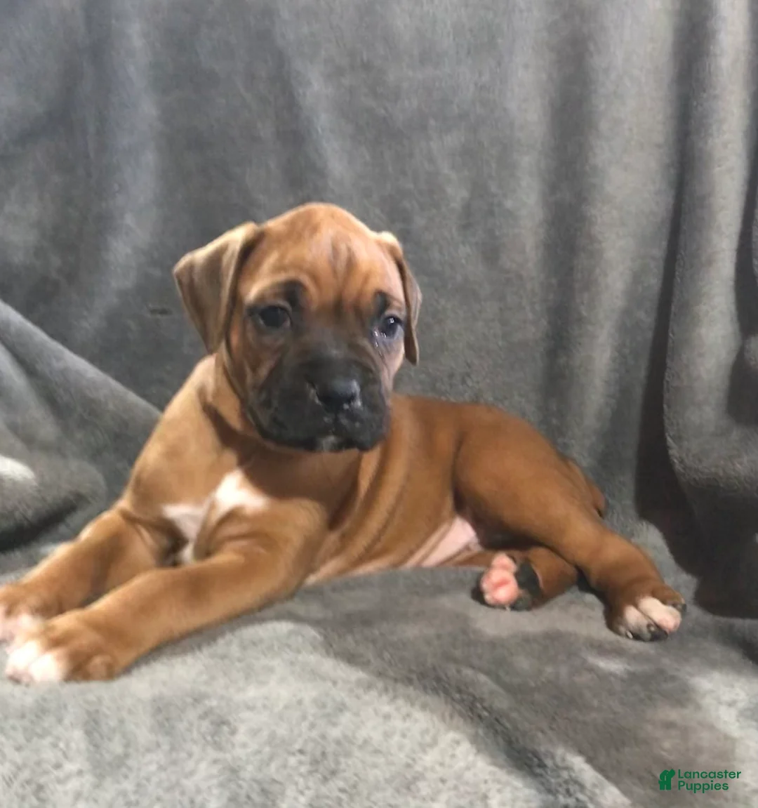 Gallery Image {{count}}