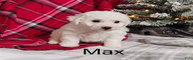 Max