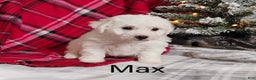 Teddy Bear dogs for sale: Max - Ad 1
