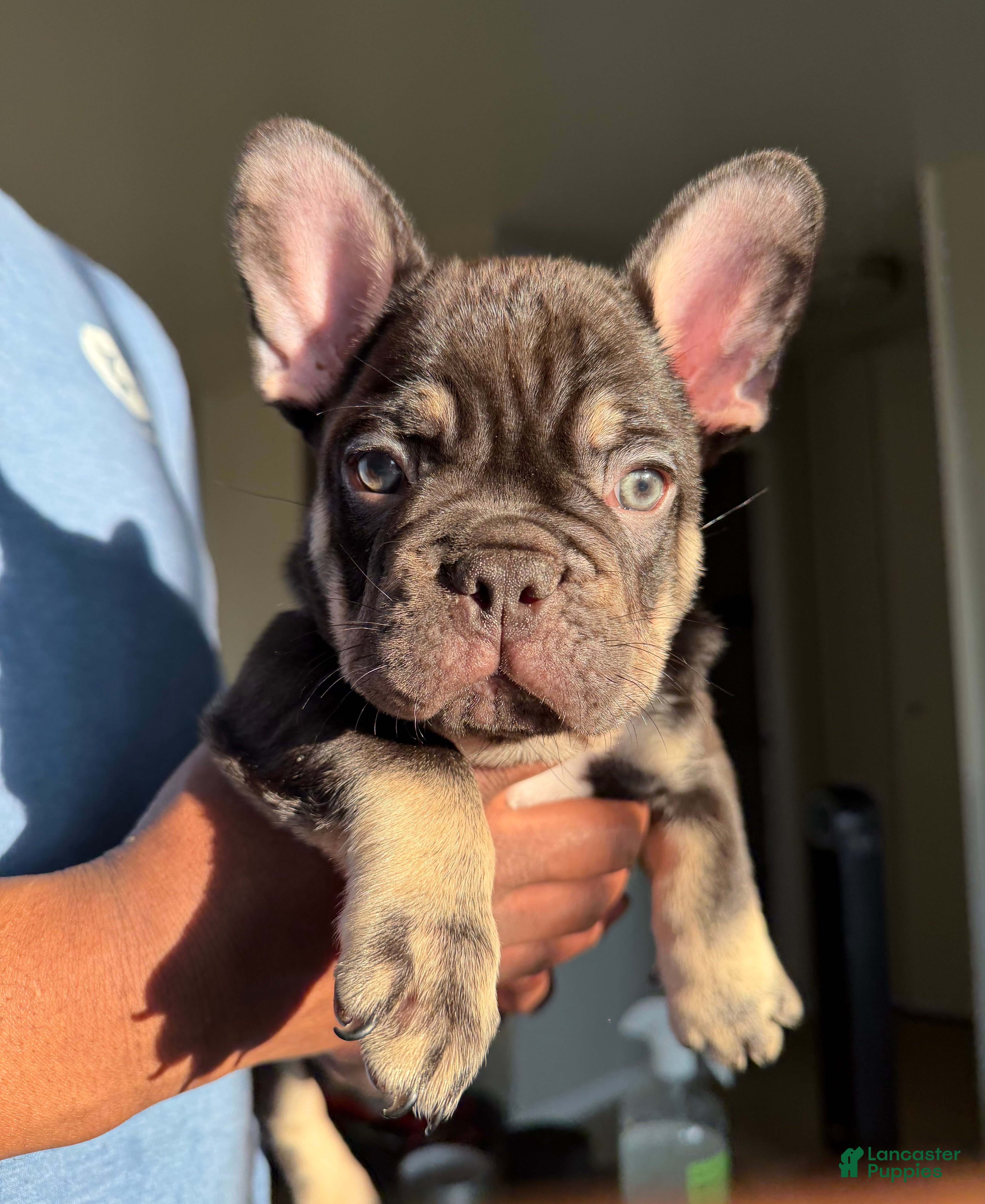 French Bulldog dogs French Bulldog Puppy 3 - Ad 29