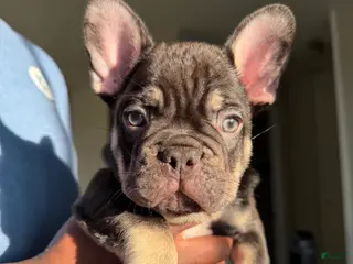 French Bulldog dogs French Bulldog Puppy 3 - Ad 29