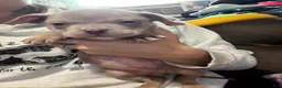 American Bully dogs for sale: Marshall  - Ad 2