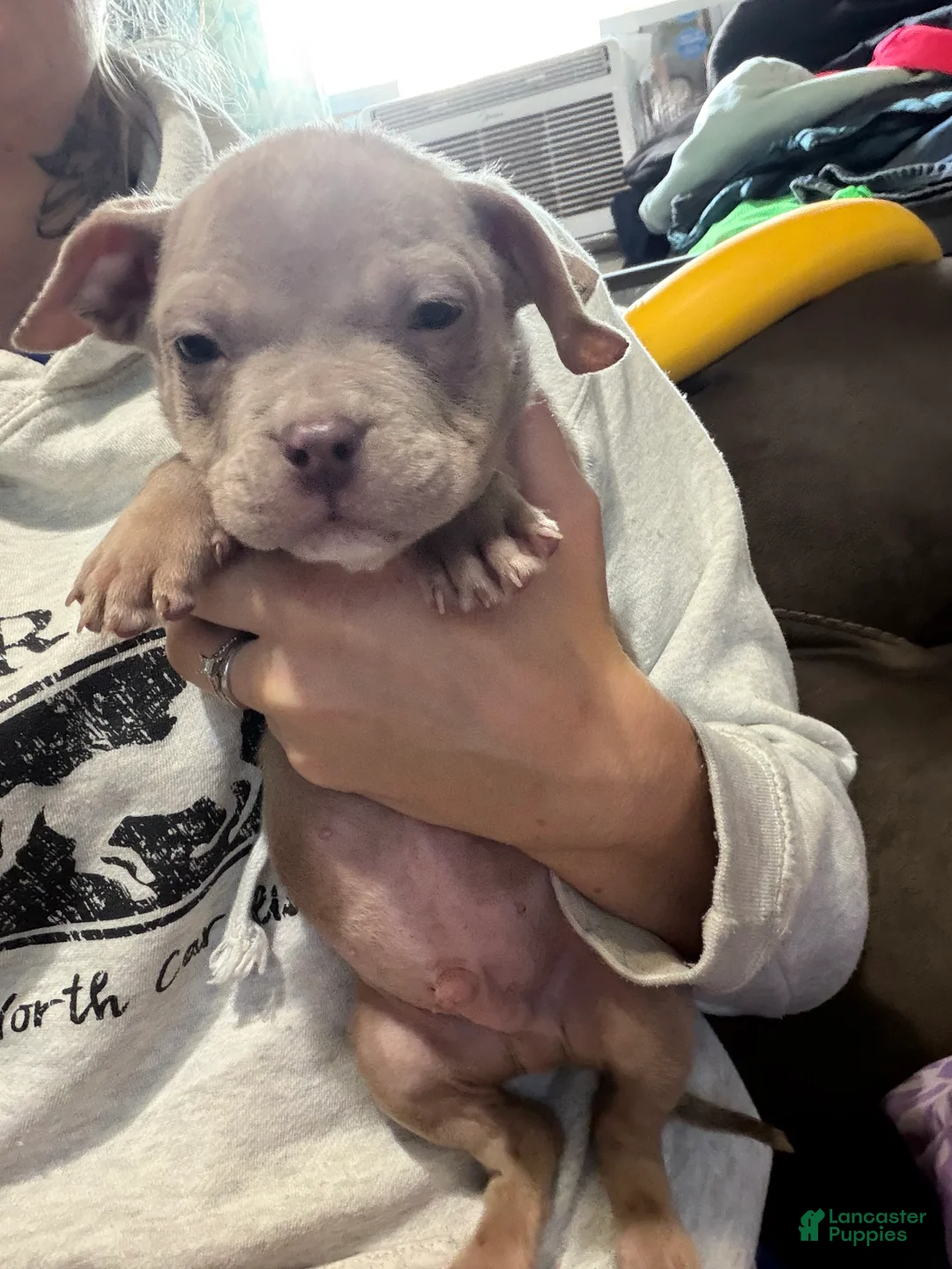 American Bully dogs for sale: Marshall  - Ad 2