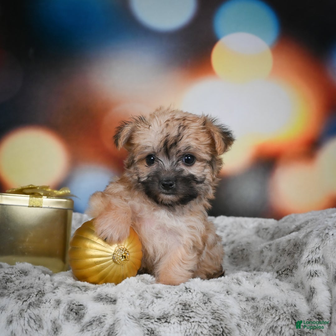 Morkie dogs for sale: Millie - Ad 9