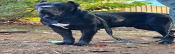 Cane Corso dogs for sale: Cane Corso 2 - Ad 4