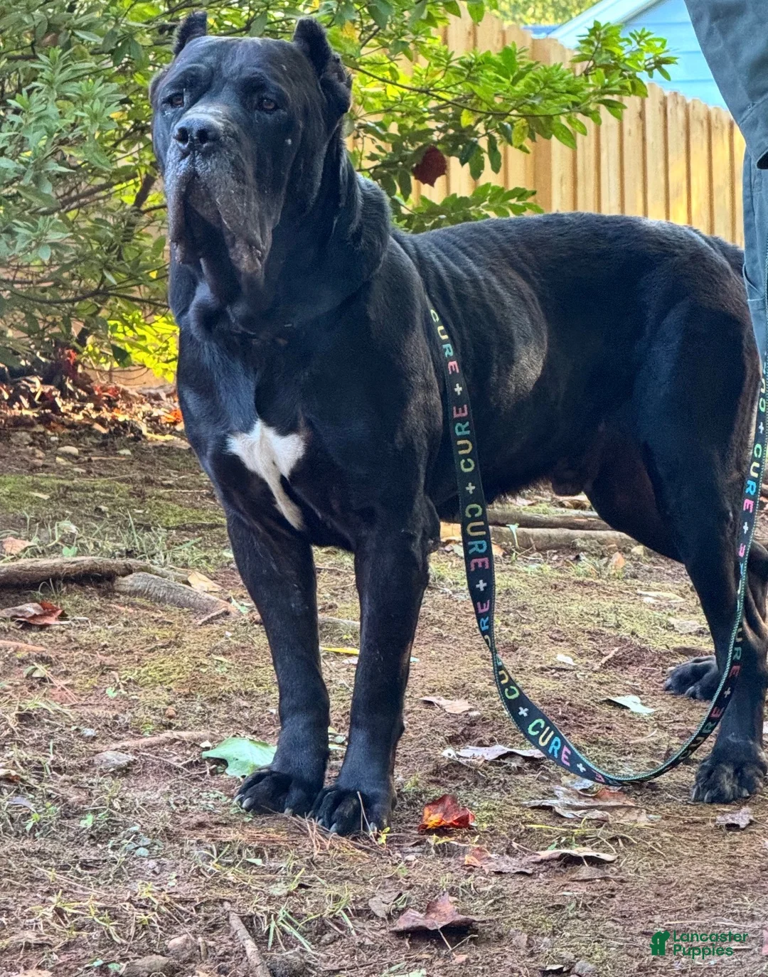 Cane Corso dogs for sale: Cane Corso 2 - Ad 4