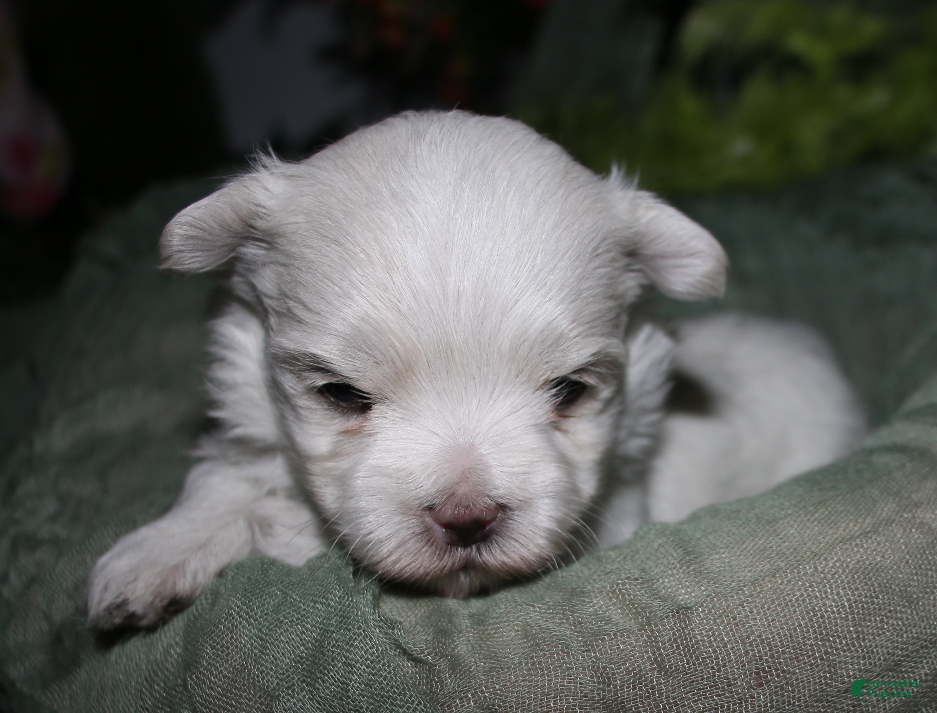 Maltese dogs for sale: Stumpy - Ad 1