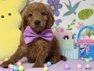 Goldendoodle dogs Fanta - Ad 35