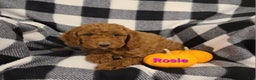 Cockapoo dogs for sale: Remington - Ad 14
