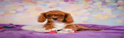 Cavalier King Charles Spaniel dogs for sale: Chase - Ad 6