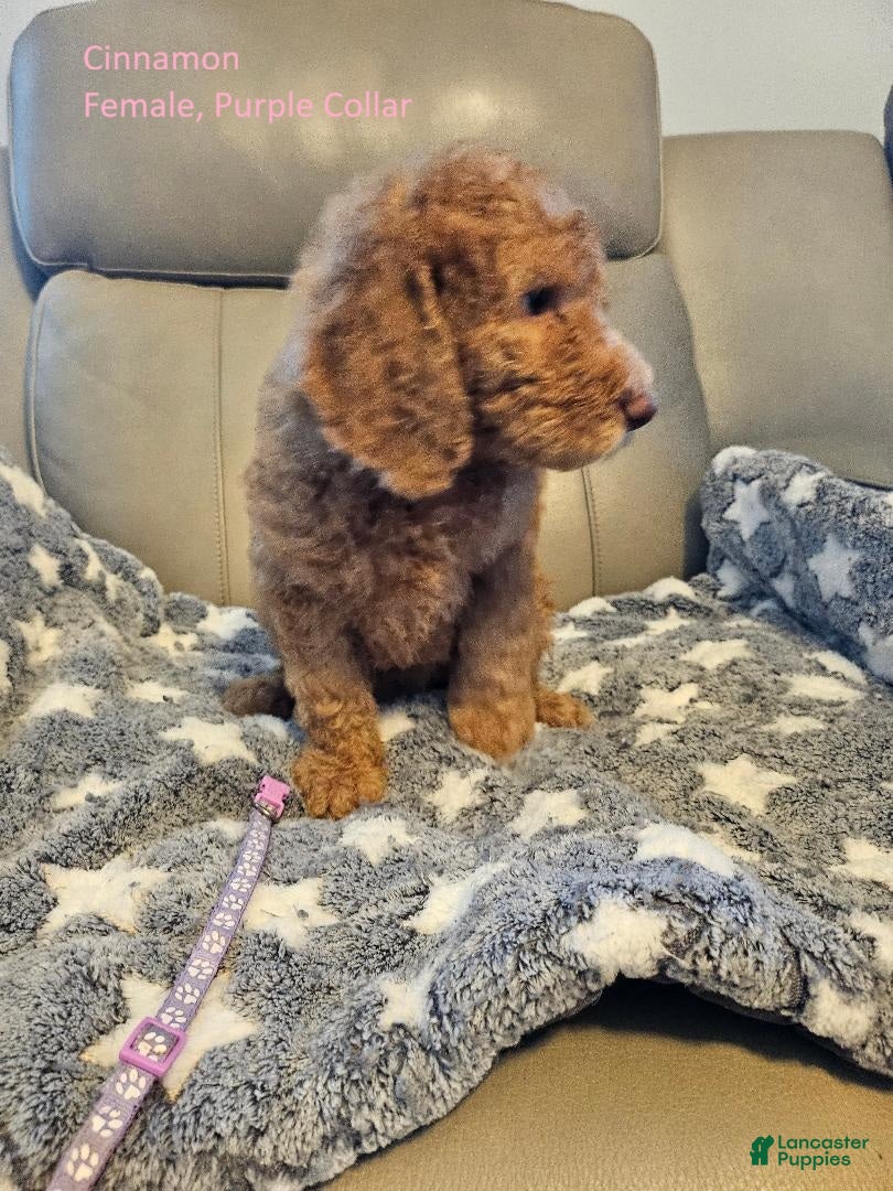 Goldendoodle dogs Goldendoodle Puppy 8 - Ad 31
