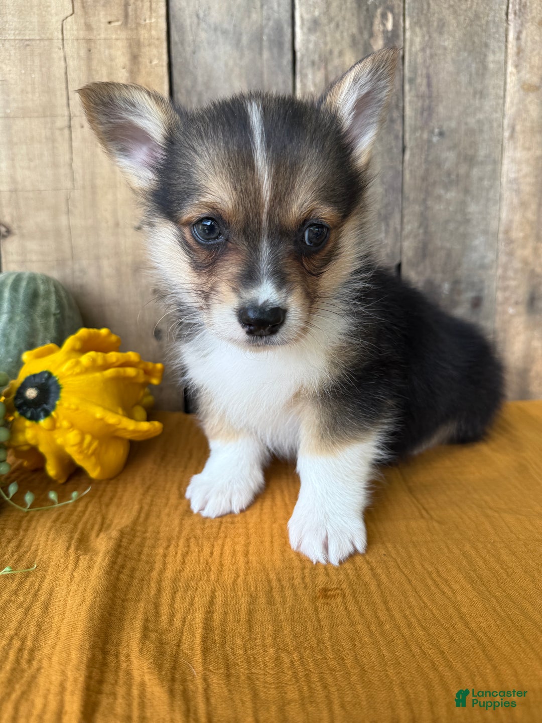 Welsh Corgi Pembroke dogs for sale: Jesse - Ad 10