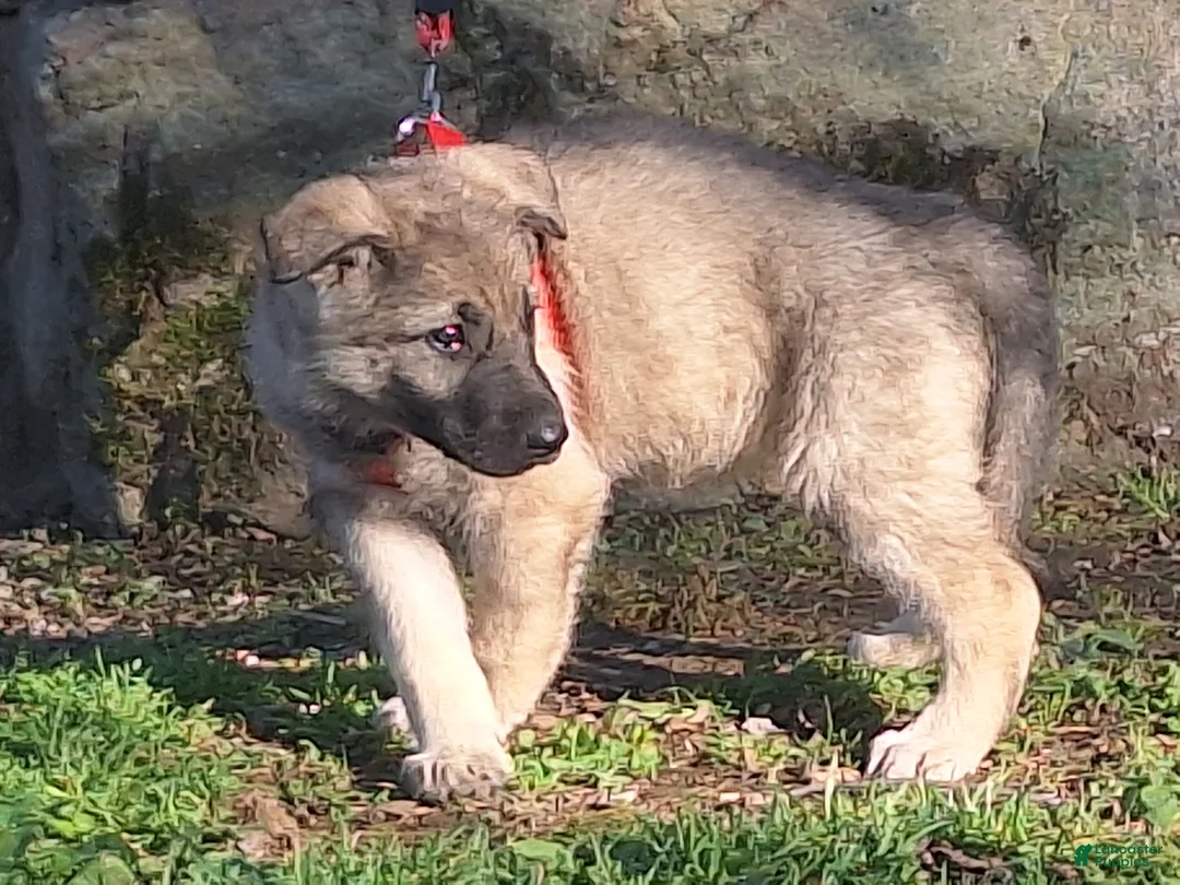 German Shepherd dogs for sale: Zayla - Ad 2