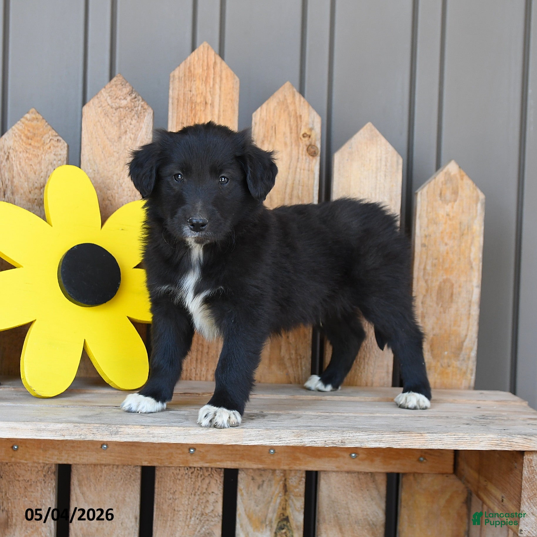 Mixed Breed dogs George - Ad 1