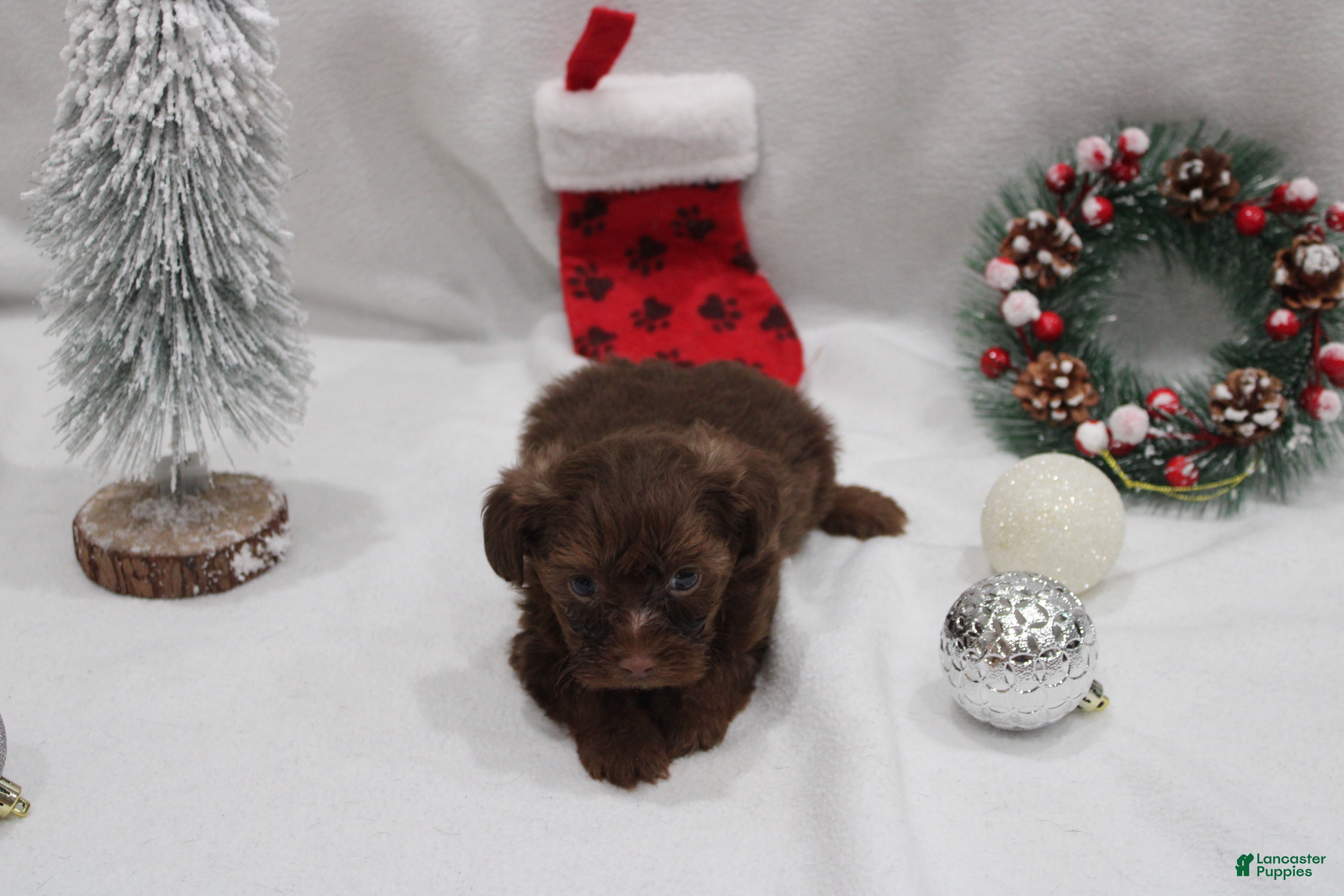 Yorkshire Terrier dogs Chocolate  - Ad 22