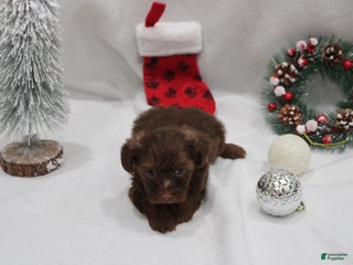 Yorkshire Terrier dogs Chocolate - Ad 23