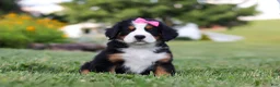 Bernese Mountain Dog dogs for sale: Heidi - Ad 5