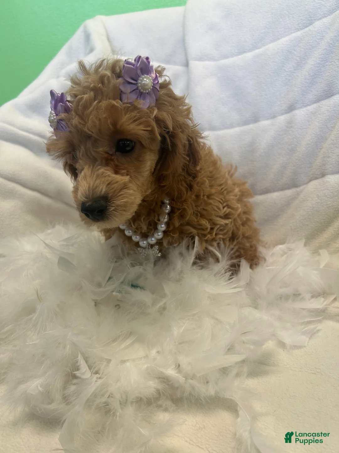Toy Poodle dogs for sale: Toy Poodle Puppy 3 - Ad 2