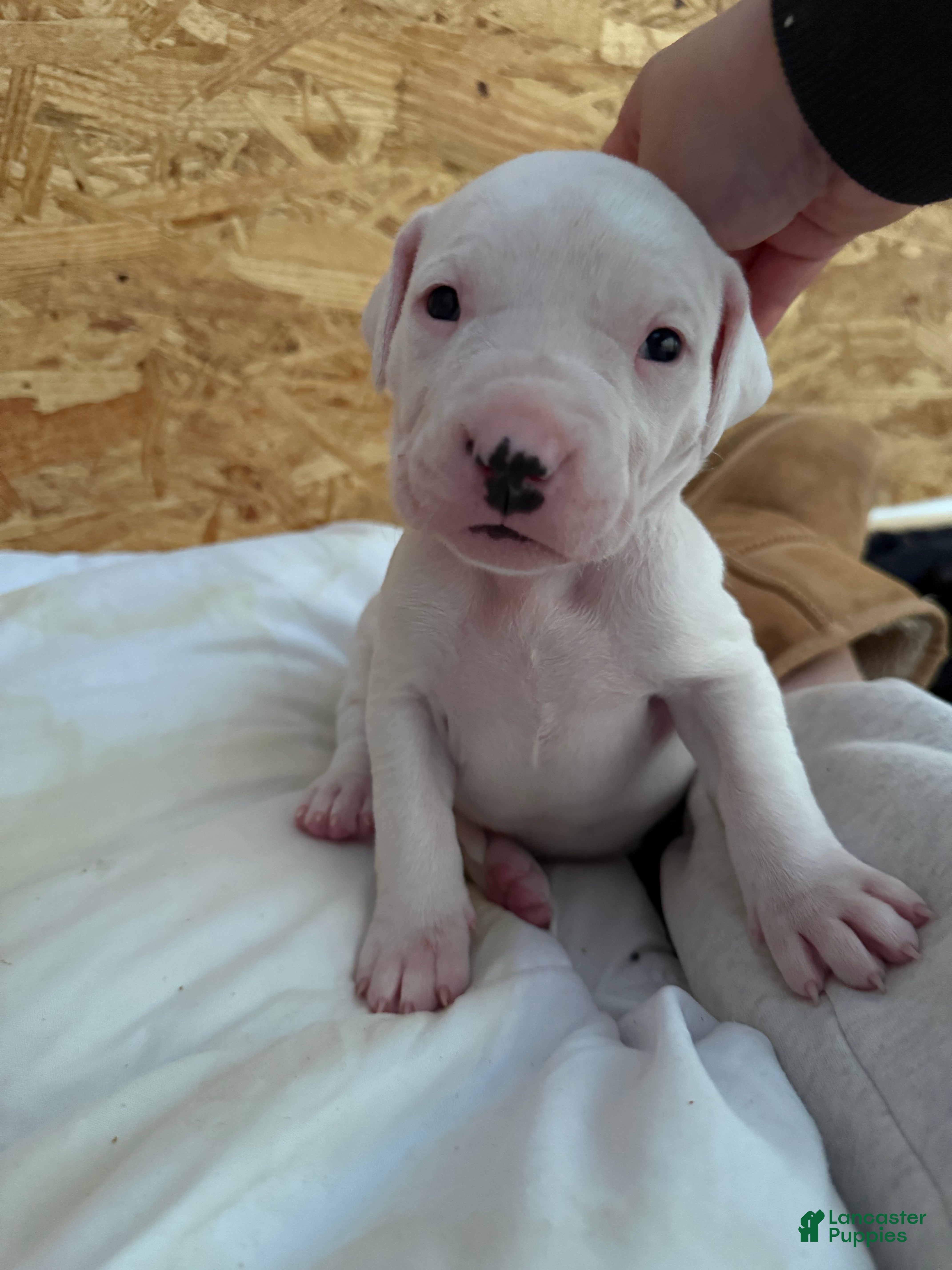 Dogo Argentino dogs Pick of litter female  - Ad 8