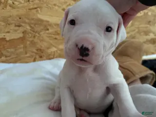Dogo Argentino dogs Pick of litter female - Ad 8