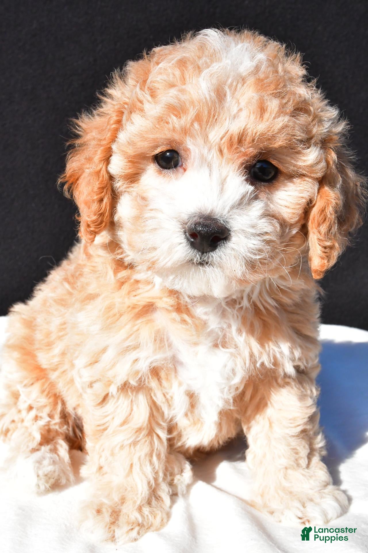 Maltipoo dogs for sale: Polly - Ad 1
