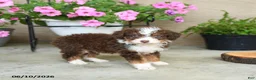 Mini Aussiedoodle dogs for sale: Pepper - Ad 3