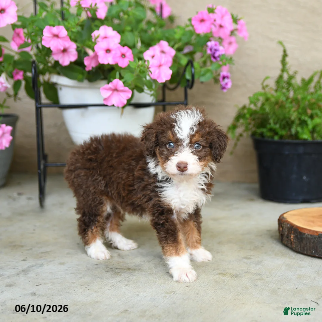 Mini Aussiedoodle dogs for sale: Pepper - Ad 3
