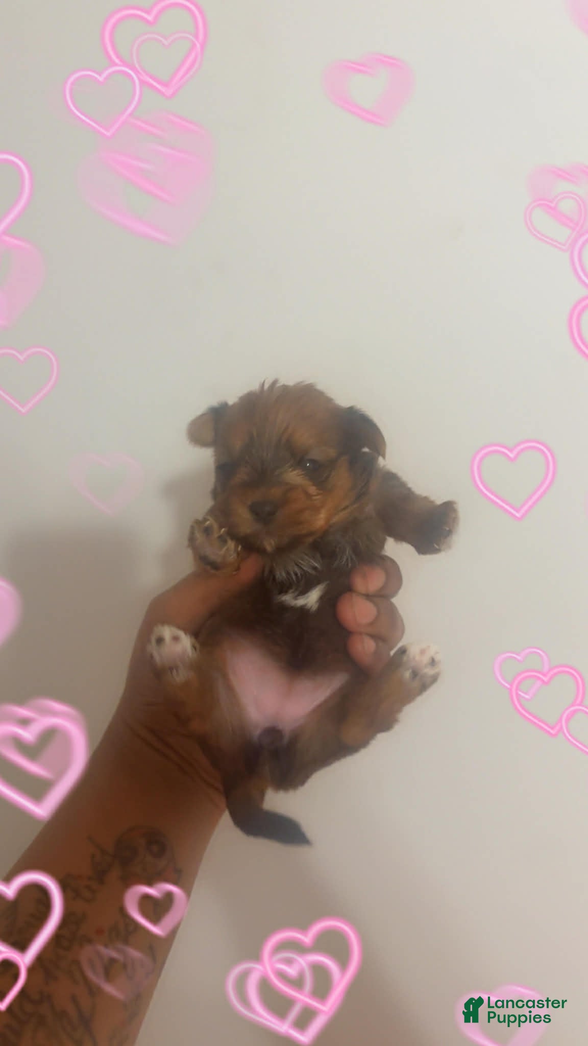 Yorkshire Terrier dogs Yorkshire Terrier Puppy 4 - Ad 26