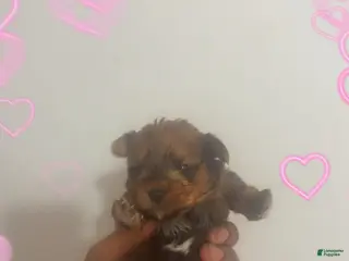 Yorkshire Terrier dogs Yorkshire Terrier Puppy 4 - Ad 26