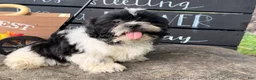 Shih Tzu dogs for sale: Shane Shih Tzu  - Ad 14