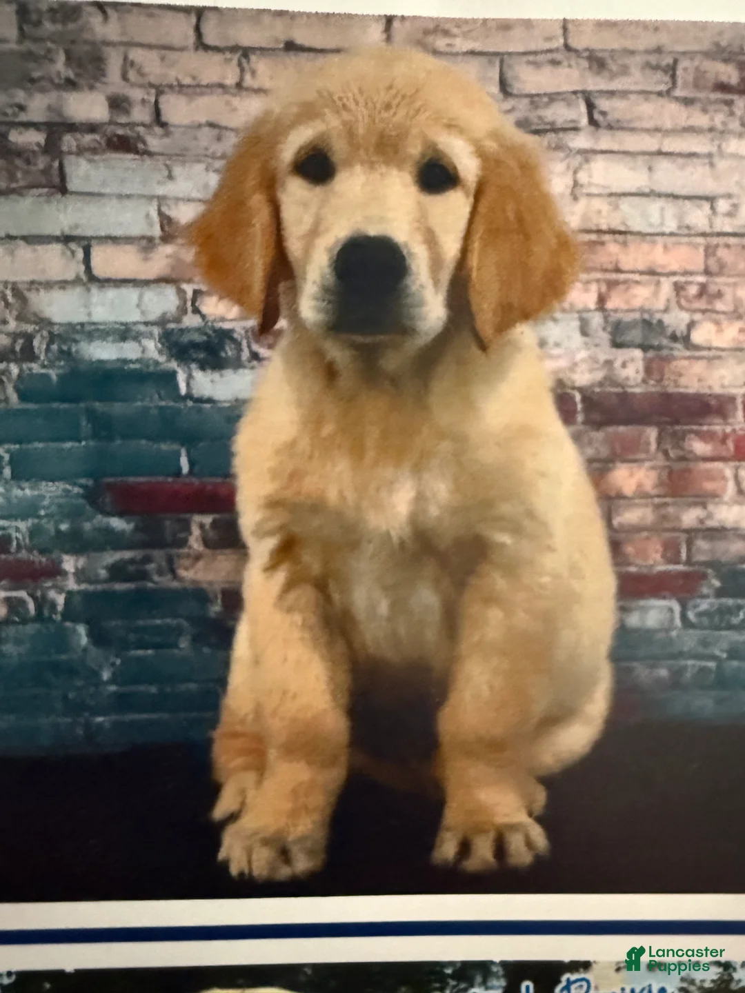 Golden Retriever dogs for sale: Golden Retriever 1 - Ad 1