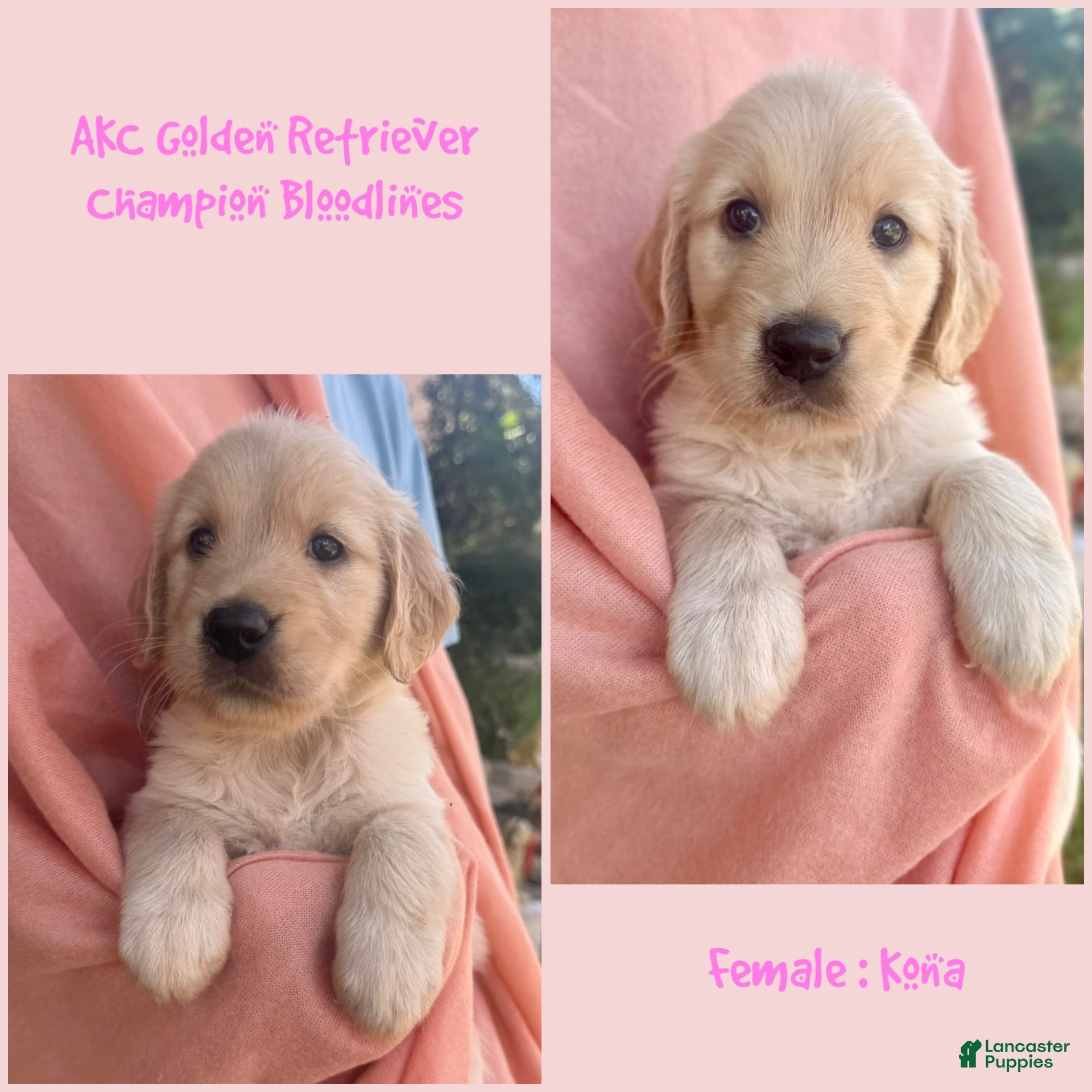 Golden Retriever dogs Kona - Ad 1