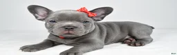 Mixed Breed dogs for sale: Hudson - Ad 4