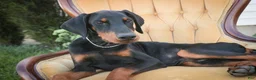 Doberman Pinscher dogs for sale: Malcolm - Ad 5