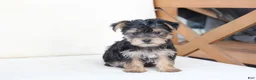 Yorkshire Terrier dogs for sale: Rosie - Ad 1