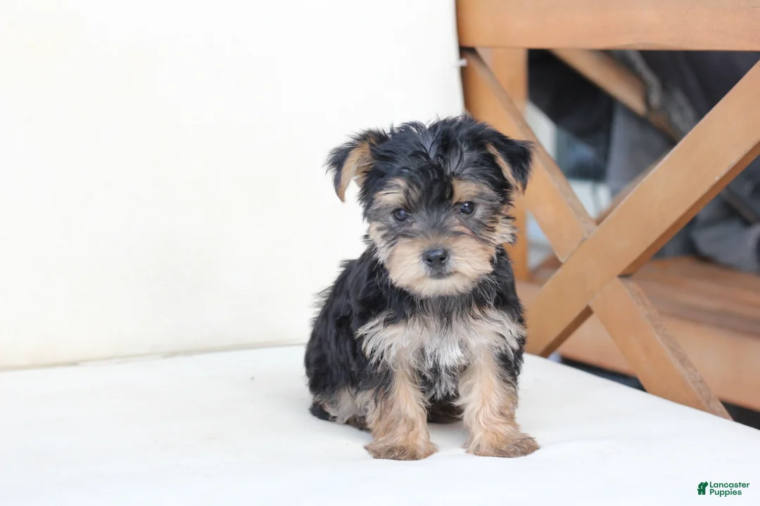 Yorkshire Terrier dogs for sale: Rosie - Ad 1