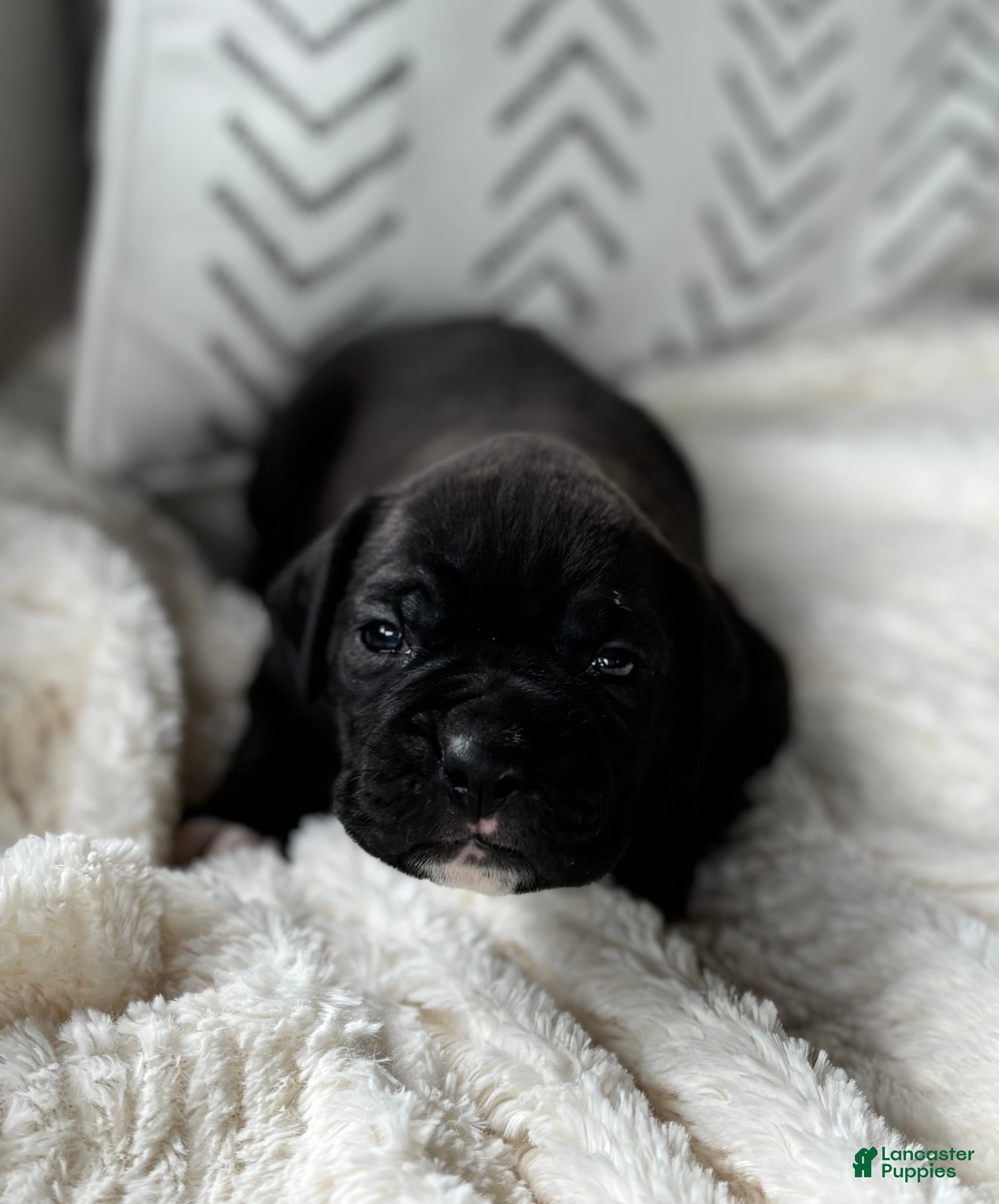 Boxer dogs Maddox  - Ad 2