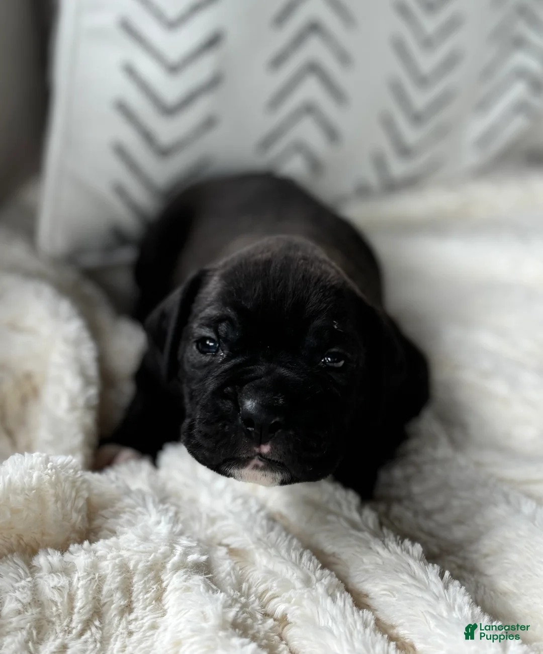 Boxer dogs for sale: Maddox  - Ad 2
