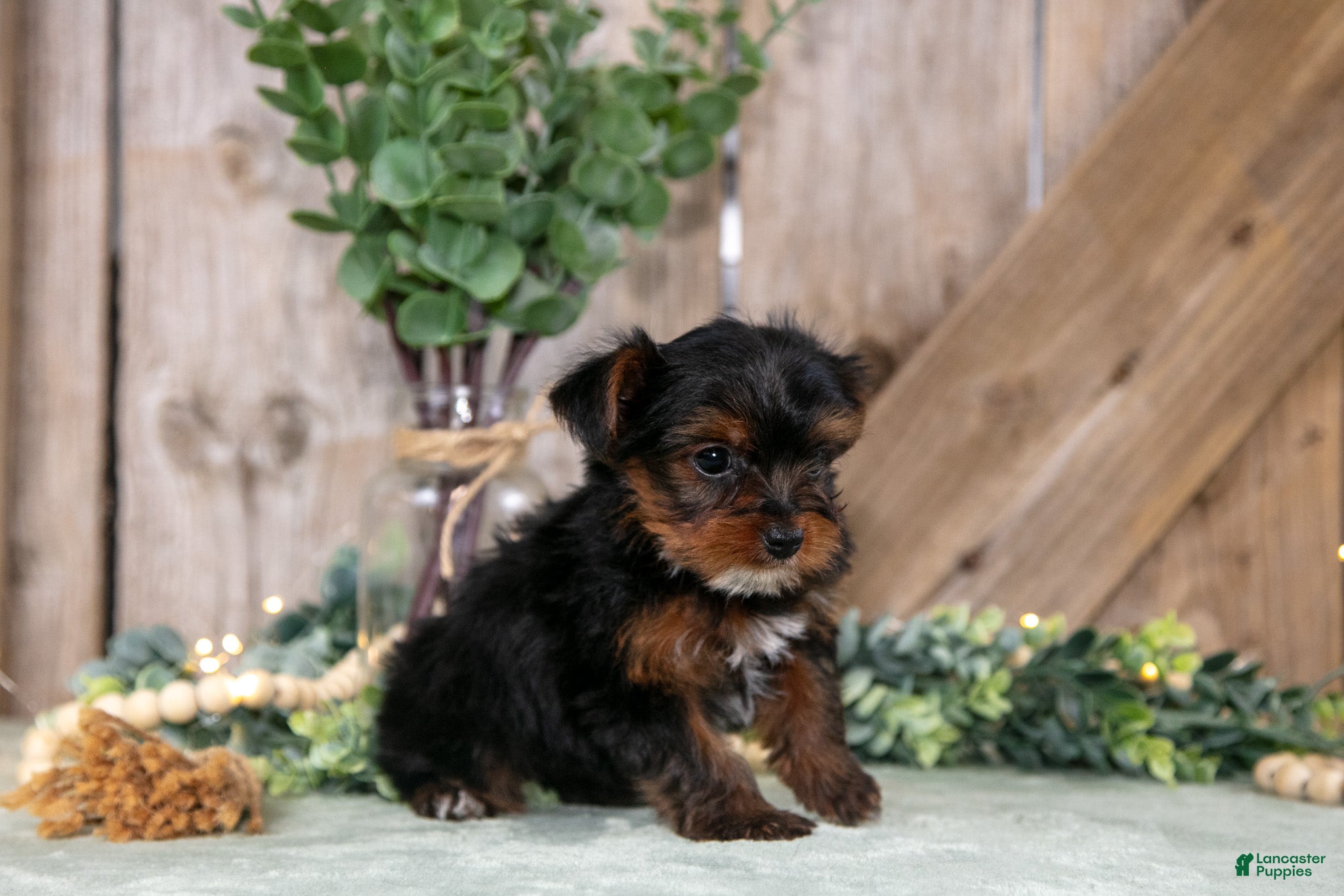 Yorkshire Terrier dogs Wendy - Ad 2