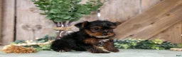 Yorkshire Terrier dogs for sale: Wendy - Ad 2