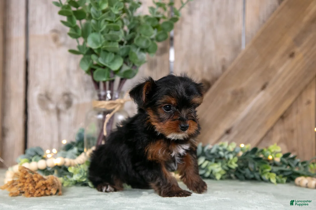 Yorkshire Terrier dogs for sale: Wendy - Ad 2