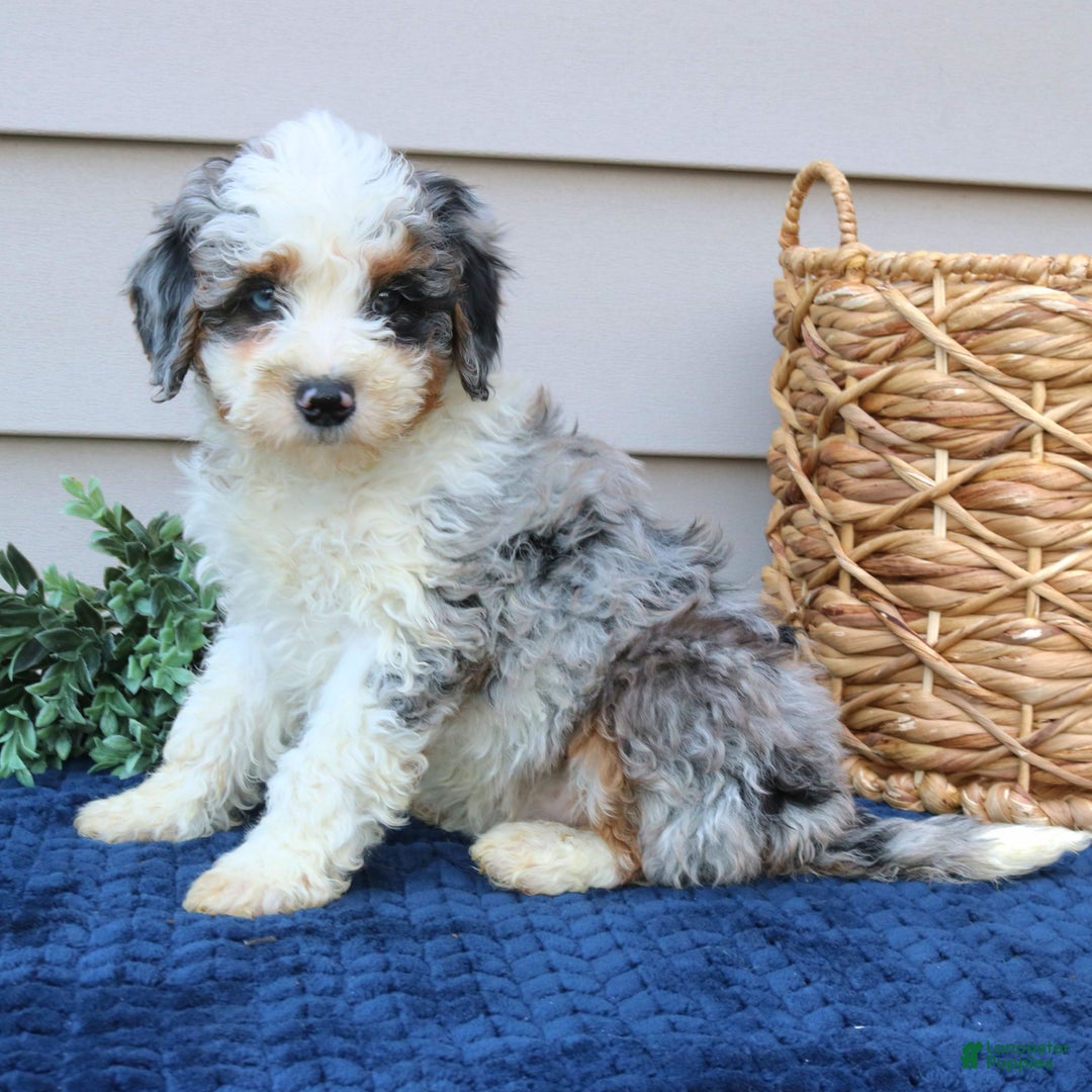 Mini Bernedoodle dogs for sale: Juno  - Ad 3