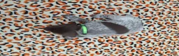 German Shorthaired Pointer dogs for sale: German Shorthaired Pointer Reed - Ad 3